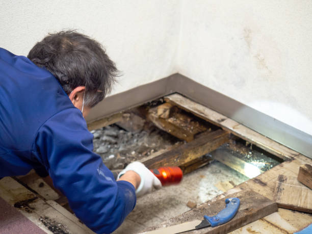 Best Attic Mold Removal  in Navesink, NJ