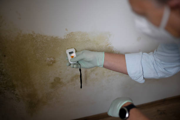 Best Affordable Mold Removal  in Navesink, NJ