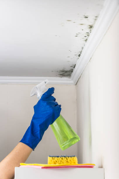 Mold Removal and Inspection in Navesink, NJ